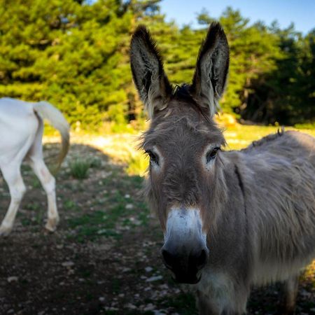 A Ventoux Yourte Monieux Eksteriør billede