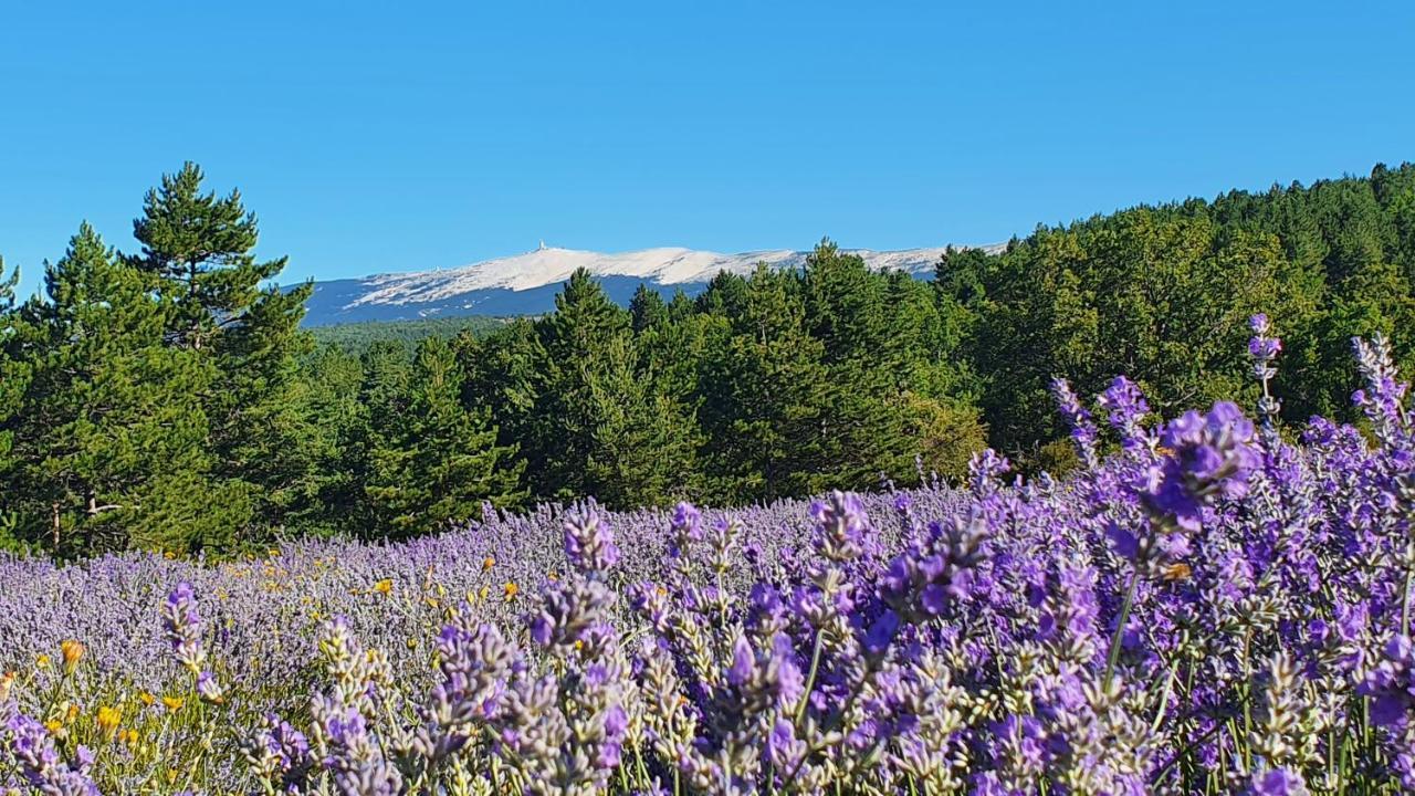 A Ventoux Yourte Monieux Eksteriør billede