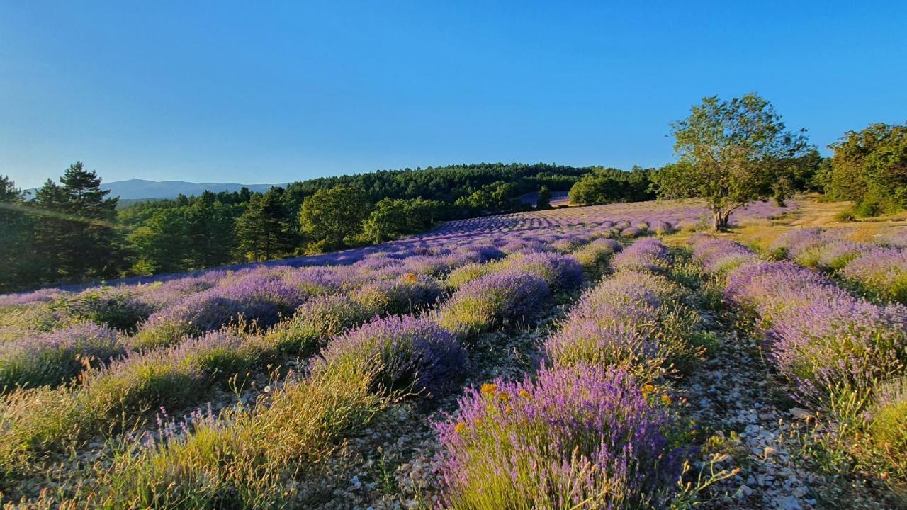 A Ventoux Yourte Monieux Eksteriør billede