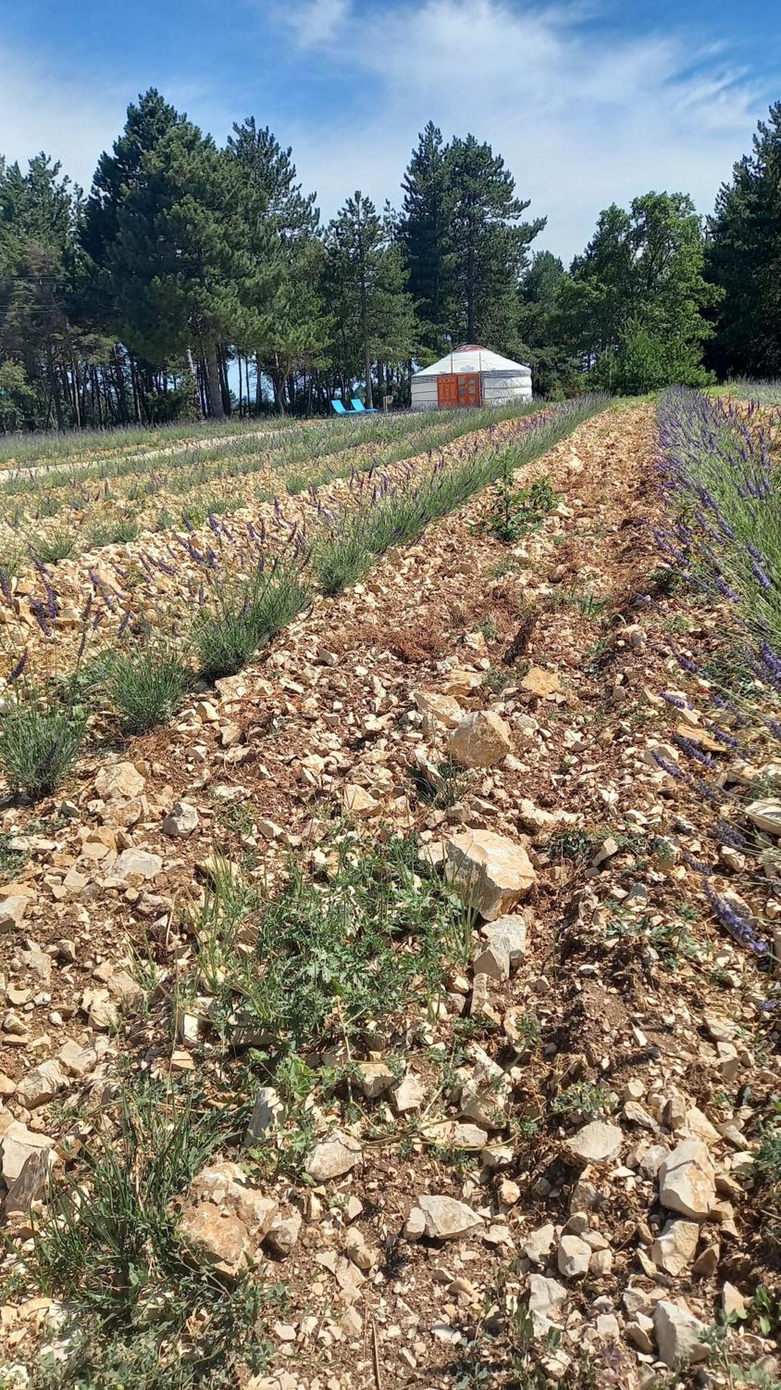 A Ventoux Yourte Monieux Eksteriør billede